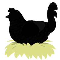 Lurk, a white chicken with a lace pattern