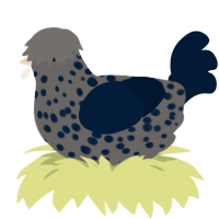 Anthracite, a grey and tumblr chicken with a speckle pattern