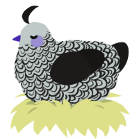 A silver and sable chicken with a double-lace pattern