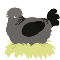 A grey and black chicken with a neck-band pattern