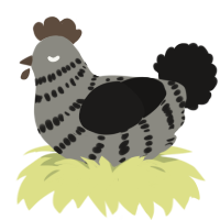 A ash and sable chicken with a bar pattern
