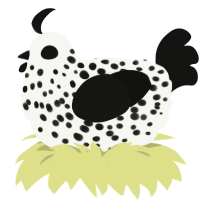 daisy, a white and black chicken with a speckle pattern