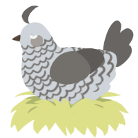 A mist and grey chicken with a lace pattern