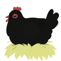A black chicken