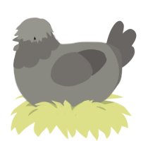 A ash and grey chicken with a head pattern