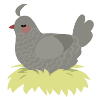 Dusty, a ash chicken with a lace pattern