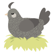 A ash and grey chicken with a double-lace pattern