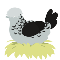 A silver and sable chicken with a half-lace pattern