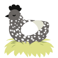 Agatha, a grey and white chicken with a speckle pattern