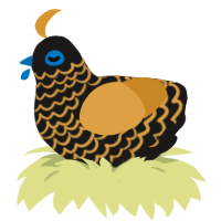 Anubis, a sable and orange chicken with a lace pattern
