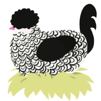 A white and black chicken with a double-lace pattern