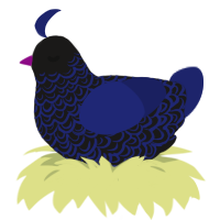 A sable and navy chicken with a double-lace pattern