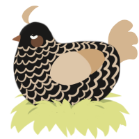 Black Coffee, a sable and beige chicken with a lace pattern