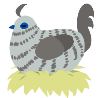 A silver and grey chicken with a bar pattern