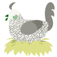 A white and ash chicken with a double-lace pattern