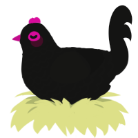 HP, a black chicken with a lace pattern