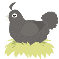 A grey chicken with a lace pattern