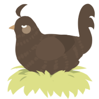 Ena, a bark chicken with a bar pattern