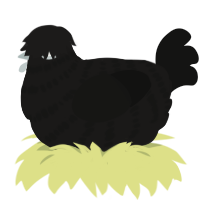 A sable and black chicken with a bar pattern