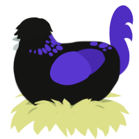 Ultra, a black and indigo chicken with a neck-speckle pattern