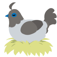 Puddle, a mist and grey chicken with a head pattern