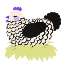 leone, a cream and black chicken with a lace pattern