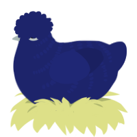Blueberry, a navy chicken with a half-bar pattern