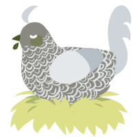 (unnamed), a ash and mist chicken with a double-lace pattern