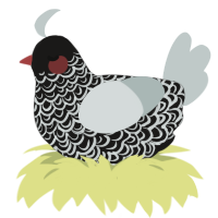 Marble, a sable and silver chicken with a double-lace pattern