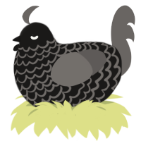 questionnaire, a sable and grey chicken with a lace pattern