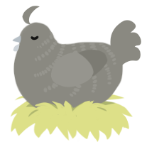 Ash, a ash chicken with a half-bar pattern