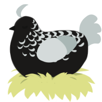 Oreo, a sable and silver chicken with a half-lace pattern