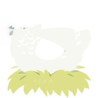 Haunt, a white chicken with a half-lace pattern