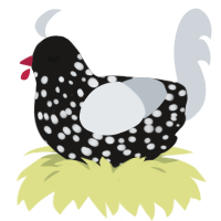 Asteroid Belt, a sable and mist chicken with a speckle pattern