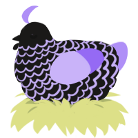 A sable and lilac chicken with a lace pattern