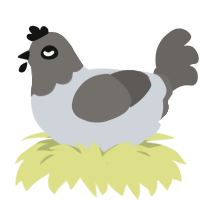 Argon, a mist and grey chicken with a head pattern