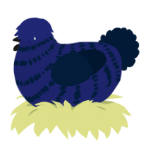 Navy 2, a navy and tumblr chicken with a bar pattern