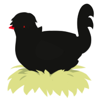 Raum, a black chicken