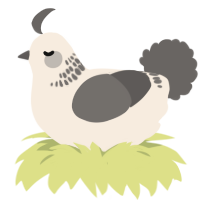 Sesami, a cream and grey chicken with a neck-band pattern