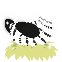 Blanc, a white and black chicken with a bar pattern