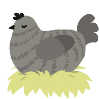 (unnamed), a ash and grey chicken with a bar pattern