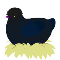 Raven, a sable and tumblr chicken with a double-lace pattern