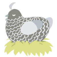 Desmond, a ash and mist chicken with a lace pattern
