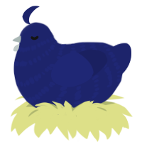 A navy chicken with a bar pattern