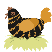 (unnamed), a sable and orange chicken with a bar pattern
