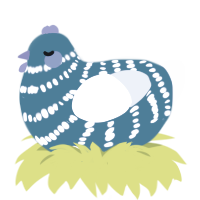 (unnamed), a teal and silver chicken with a bar pattern