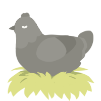 ash xxx, a ash chicken with a head pattern