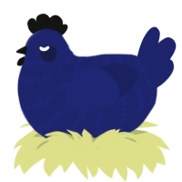 Midnight, a navy chicken with a bar pattern