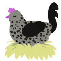 Sooty, a ash and black chicken with a speckle pattern