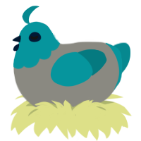 A ash and teal chicken with a head pattern